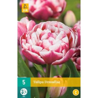 Compra TULIPÁN DRUMLINE en la tienda online Fito Agrícola