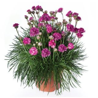 Compra ARMERIA ARMADA ROSE (1.000 Semillas) en la tienda online Fito Agrícola