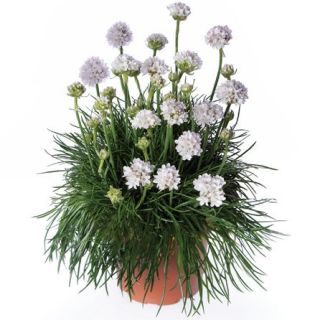 Compra ARMERIA ARMADA WHITE (1.000 Semillas) en la tienda online Fito Agrícola