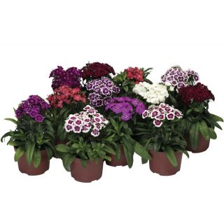 Compra DIANTHUS BARBARINI MIX (1000 Semillas) en la tienda online Fito Agrícola
