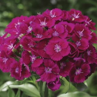 Compra DIANTHUS BARBARINI PURPLE F1 (1000 Semillas) en la tienda online Fito Agrícola
