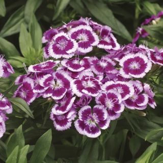 Compra DIANTHUS BARBARINI PURPLE PICOTEE F1 (1000 Semillas) en la tienda online Fito Agrícola