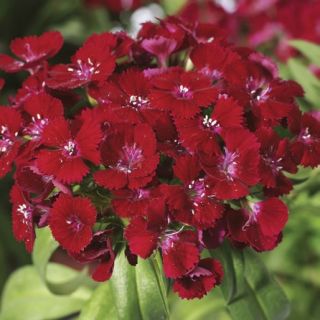 Compra DIANTHUS BARBARINI RED F1 (1000 Semillas) en la tienda online Fito Agrícola