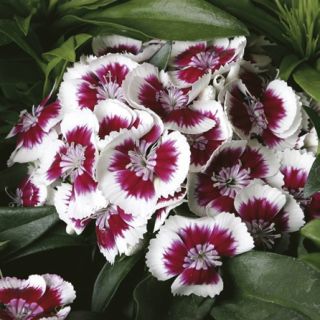 Compra DIANTHUS BARBARINI RED PICOTEE F1 (1000 Semillas) en la tienda online Fito Agrícola