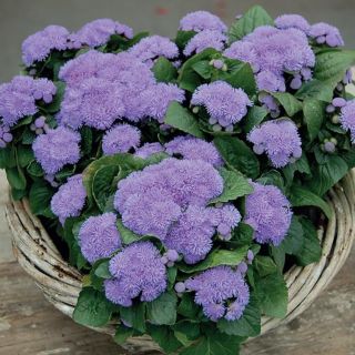 Compra AGERATO ALOHA BLUE Pildorado F1 (1.000 Semillas) en la tienda online Fito Agrícola