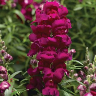 Compra ANTIRRHINUM SNAPTASTIC MAGENTA Pildorado F1 (1.000 Semillas) en la tienda online Fito Agrícola