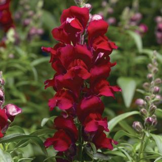 Compra ANTIRRHINUM SNAPTASTIC RED Pildorado F1 (1.000 Semillas) en la tienda online Fito Agrícola