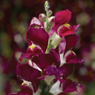 Compra ANTIRRHINUM SNAPTINI BURGUNDY BICOLOR Pildorado F1 (1.000 Semillas) en la tienda online Fito Agrícola