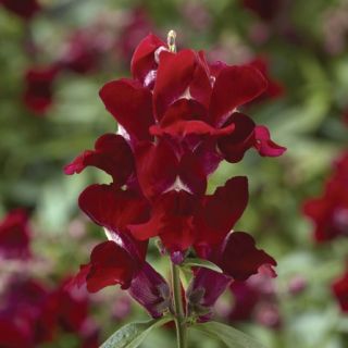 Compra ANTIRRHINUM SNAPTINI RED Pildorado F1 (1.000 Semillas) en la tienda online Fito Agrícola