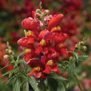 Compra ANTIRRHINUM SNAPTINI SUNGLOW Pildorado F1 (1.000 Semillas) en la tienda online Fito Agrícola