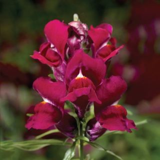 Compra ANTIRRHINUM SNAPTINI VIOLET Pildorado F1 (1.000 Semillas) en la tienda online Fito Agrícola