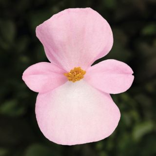 Compra BEGONIA ASCOT BRONZE LIGHT PINK Pildorada F1 (1.000 Semillas) en la tienda online Fito Agrícola