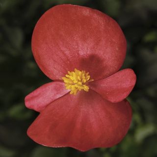 Compra BEGONIA ASCOT BRONZE SCARLET Pildorada F1 (1.000 Semillas) en la tienda online Fito Agrícola