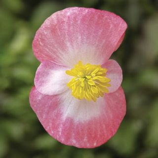 Compra BEGONIA ASCOT ROSE BICOLOR Pildorada F1 (1.000 Semillas) en la tienda online Fito Agrícola