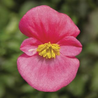 Compra BEGONIA ASCOT ROSE Pildorada F1 (1.000 Semillas) en la tienda online Fito Agrícola