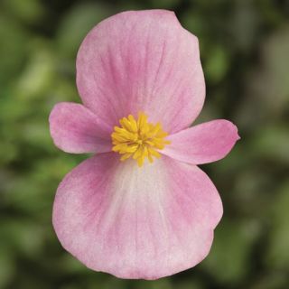 Compra BEGONIA TOPSPIN PINK Pildorada F1 (1.000 Semillas) en la tienda online Fito Agrícola