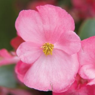 Compra BEGONIA VOLUMIA PINK Pildorada F1 (1.000 Semillas) en la tienda online Fito Agrícola