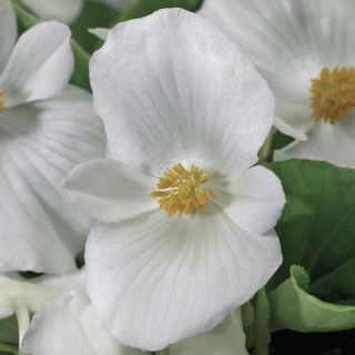 Compra BEGONIA VOLUMIA WHITE Pildorada F1 (1.000 Semillas) en la tienda online Fito Agrícola