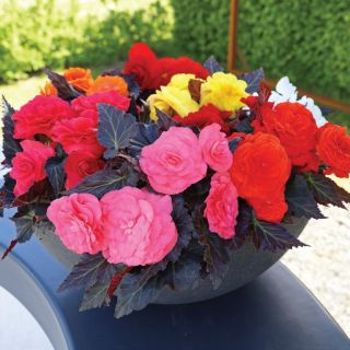 Compra BEGONIA NONSTOP MIX Pildorada F1 (1.000 Semillas) en la tienda online Fito Agrícola