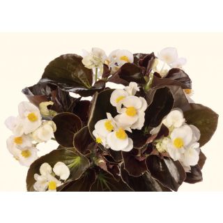 Compra BEGONIA BOWLER HAT BRONZE WHITE Pildorada F1 (1.000 Semillas) en la tienda online Fito Agrícola