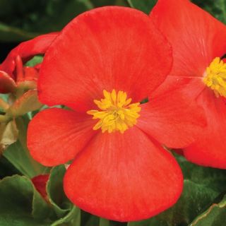 Compra BEGONIA TOPHAT SCARLET Pildorada F1 (1.000 Semillas) en la tienda online Fito Agrícola