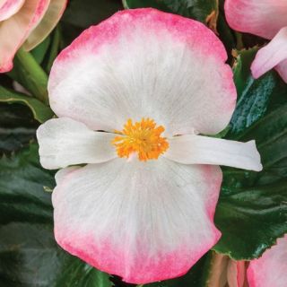 Compra BEGONIA TOPHAT ROSE BICOLOR Pildorada F1 (1.000 Semillas) en la tienda online Fito Agrícola