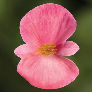 Compra BEGONIA BIONIC PINK Pildorada F1 (1.000 Semillas) en la tienda online Fito Agrícola