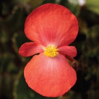 Compra BEGONIA BIONIC RED Pildorada F1 (1.000 Semillas) en la tienda online Fito Agrícola