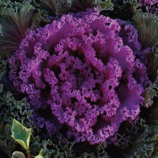 Compra COL ORNAMENTAL KYOTO PINK SMOOTH LEAF F1 (1000 Semillas). en la tienda online Fito Agrícola