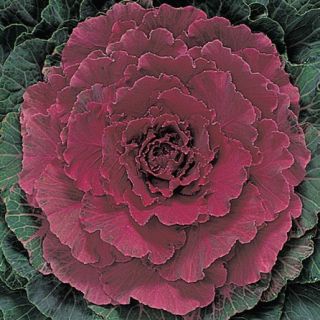 Compra COL ORNAMENTAL KYOTO RED GREEN SMOOTH LEAF F1 (1000 Semillas). en la tienda online Fito Agrícola