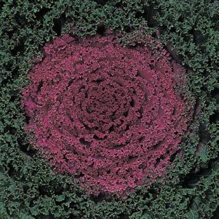 Compra COL ORNAMENTAL KYOTO VIOLET GREEN CURLED LEAF F1 (1000 Semillas). en la tienda online Fito Agrícola