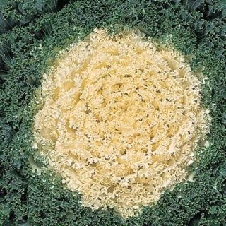 Compra COL ORNAMENTAL KYOTO WHITE GREEN CURLED LEAF F1 (1000 Semillas). en la tienda online Fito Agrícola