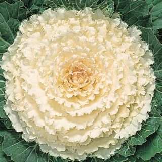 Compra COL ORNAMENTAL KYOTO WHITE GREEN SMOOTH LEAF F1 (1000 Semillas). en la tienda online Fito Agrícola