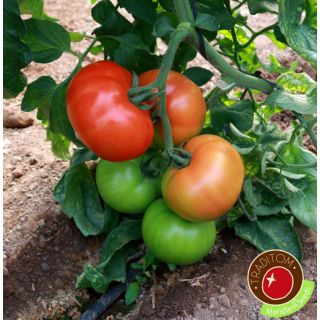Compra TOMATE ALARICO F1 (1000 Semillas) en la tienda online Fito Agrícola
