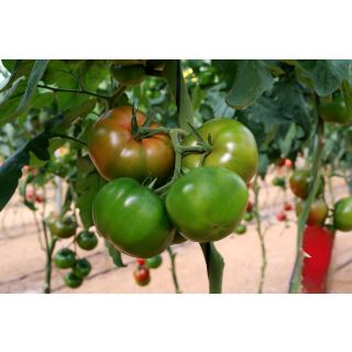 Compra TOMATE RUANO F1 (1000 Semillas) en la tienda online Fito Agrícola