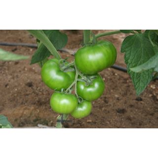 Compra TOMATE JIMENEZ F1 (1000 Semillas) en la tienda online Fito Agrícola