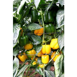 Compra PIMIENTO CORONADO F1 (1000 Semillas) en la tienda online Fito Agrícola