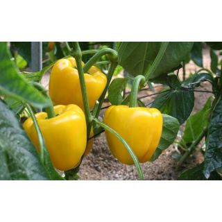 Compra PIMIENTO ALVARADO F1 (1000 Semillas) en la tienda online Fito Agrícola