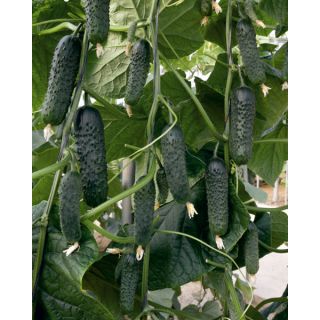 Compra PEPINO MORANTE F1 (1000 Semillas) en la tienda online Fito Agrícola