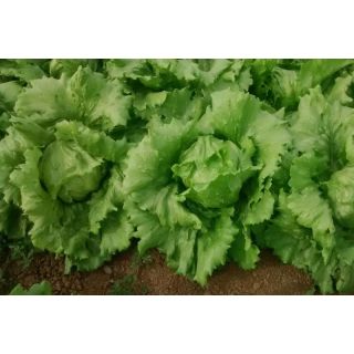 Compra LECHUGA GUAJIRA Pildorada (25.000 Semillas) en la tienda online Fito Agrícola