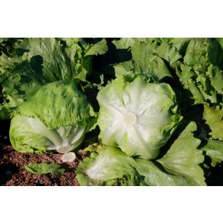 Compra LECHUGA CEPHEUS Pildorada (25.000 Semillas) en la tienda online Fito Agrícola