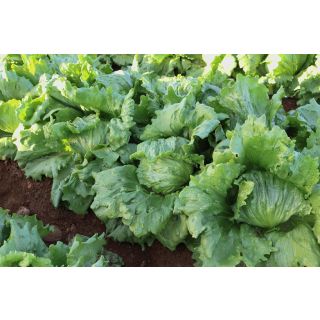 Compra LECHUGA JAYPUR Pildorada (25.000 Semillas) en la tienda online Fito Agrícola