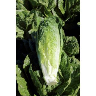 Compra LECHUGA DONGYA Pildorada (25.000 Semillas) en la tienda online Fito Agrícola