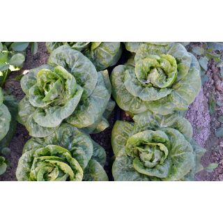 Compra LECHUGA LISIPE Pildorada (25.000 Semillas) en la tienda online Fito Agrícola