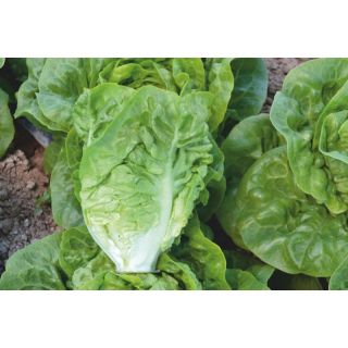 Compra LECHUGA KAUNIS Pildorada (25.000 Semillas) en la tienda online Fito Agrícola