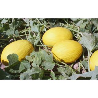 Compra MELÓN AMARETTO F1 (1000 Semillas) en la tienda online Fito Agrícola