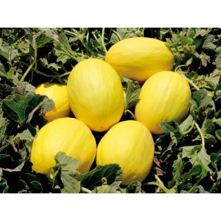 Compra MELÓN BRANDY F1 (1000 Semillas) en la tienda online Fito Agrícola