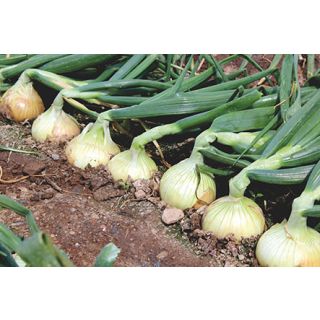 Compra CEBOLLA PALMA F1 Pildorada (25.000 Semillas) en la tienda online Fito Agrícola