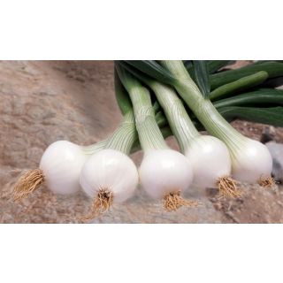 Compra CEBOLLA VEDETTE F1 (100.000 Semillas) en la tienda online Fito Agrícola