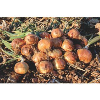 Compra CEBOLLA BORGIA F1 (100.000 Semillas) en la tienda online Fito Agrícola